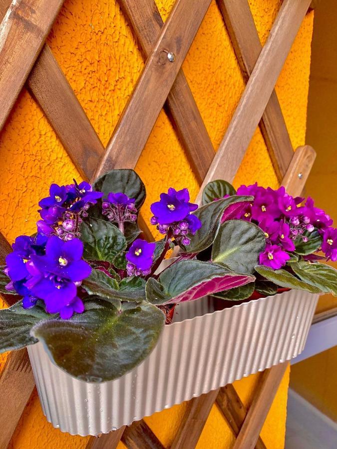 Amazing Brownie By Miro Apartment Sinaia Exterior foto